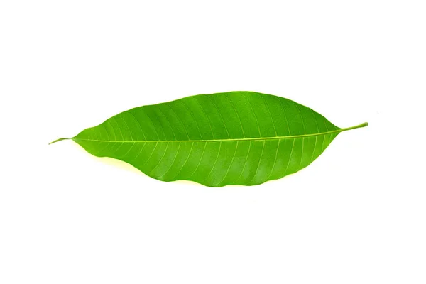 Зелений Лист Манго Ізольований Білому Тлі — стокове фото