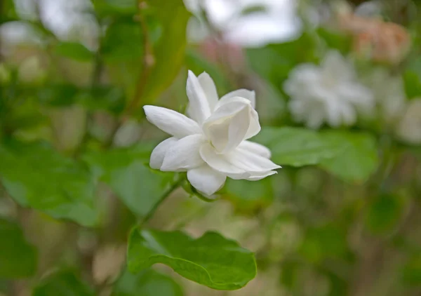 Jasmine Flower Blur Leaves Background — Fotografia de Stock