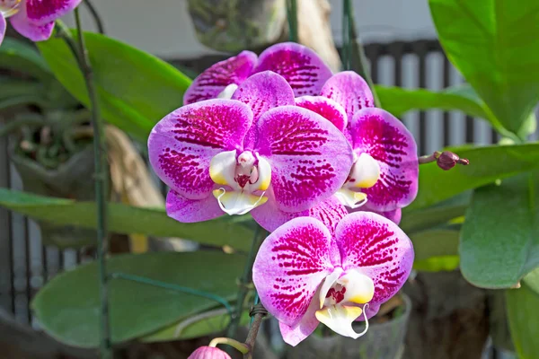 Beautiful Orchids Garden Winter Spring — Stock fotografie