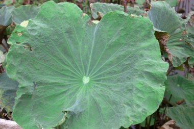 Gölette nilüfer yaprağı