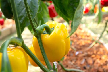 Biber ağacı üzerinde sarı dolmalık biber (tatlı biber)