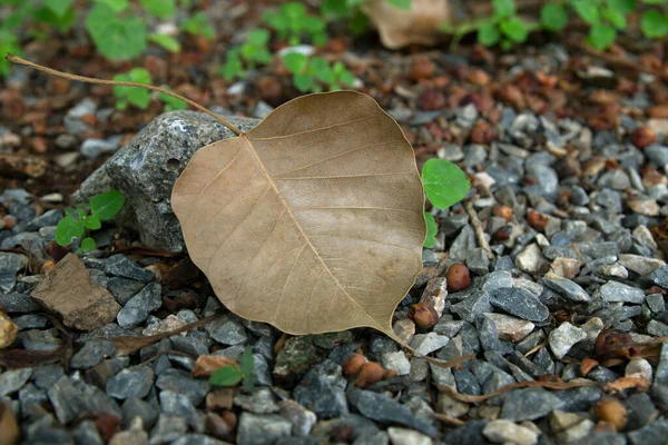 Dry Bodhi Leaves Fell Rocky Ground — Stock Photo, Image