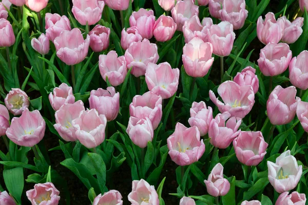 Laleler bahçede çiçek açar.