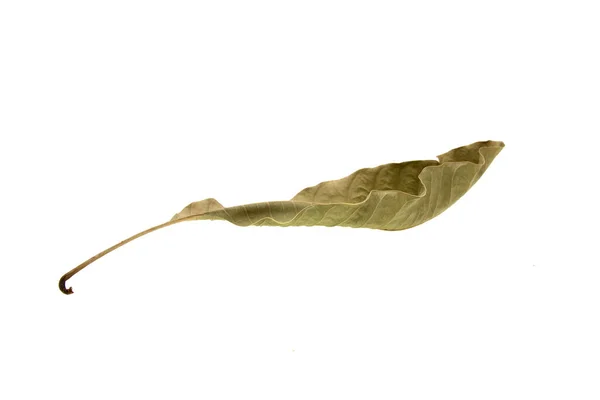 Dry Leaves Isolated White Background — Stock Photo, Image