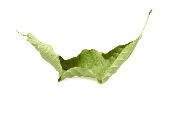 Dry Leaf Isolated White Background — Stock Photo, Image