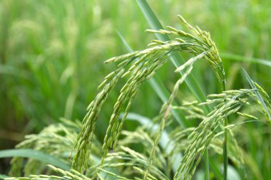 Çeltik tarlası ve pirinç kulağı hasat zamanı