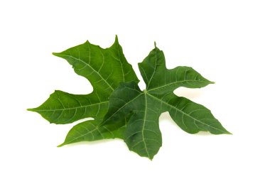 beyaz arkaplanda yeşil yapraklar