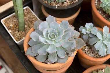 Cüce Kaktüs Koleksiyonu. Cüce Kaktüs Dükkanı..