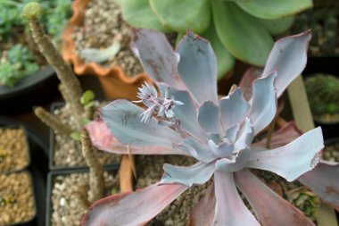 Küçük bir tencerede cüce kaktüs