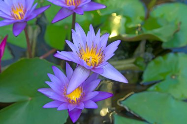 Mor nilüfer çiçeği gölette ve nilüfer yaprağı da arka planda..