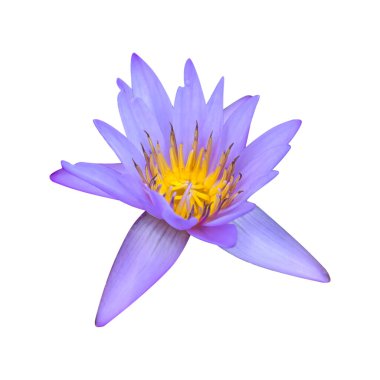Beyaz arka plan üzerinde izole çiçek mavi lotus çiçeği
