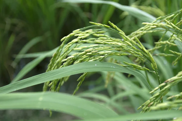 Rizière Épi Riz Près Récolte — Photo