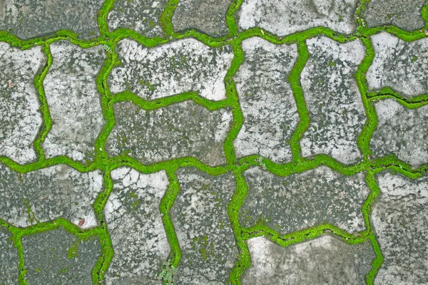 Old Stone Floor Lichen Walkway Background — Foto de Stock