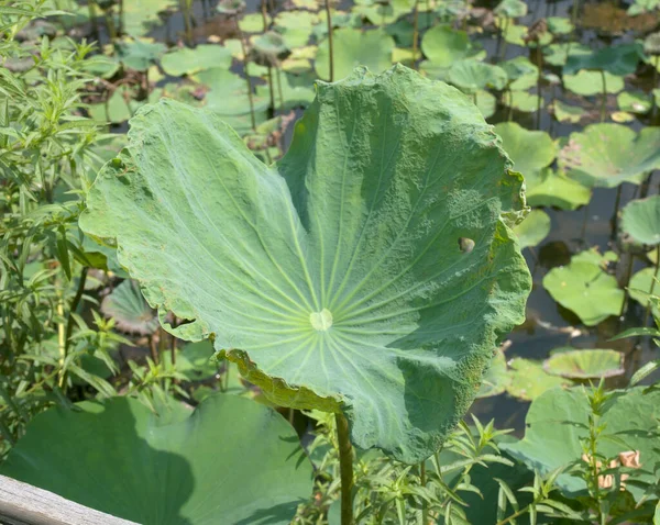 Giant Green Lotus Leaves Pond — Stockfoto