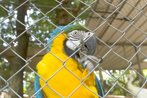 Macaw Papegaai Vogel Kooi — Stockfoto