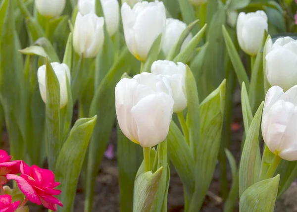 Hermosos Tulipanes Blancos Jardín Tulipanes — Foto de Stock