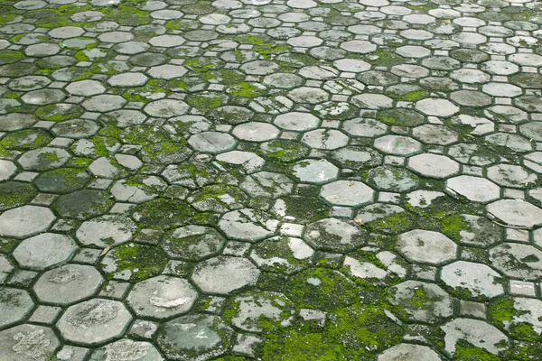 Walkway Cement Floore Tiles Moss Grass — Zdjęcie stockowe