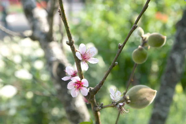 Cereza Del Himalaya Salvaje Prunus Cerasoides Sakura Tailandia — Foto de Stock