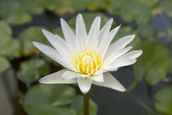 Flor Lótus Branco Fundo Borrão Verde Imagem — Fotografia de Stock