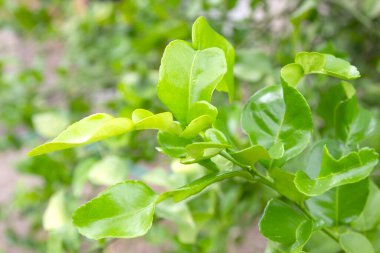 Ağaçta yeşil kaffir kireç yaprakları