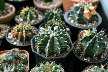 Küçük bir tencerede cüce kaktüs