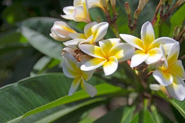 Beyaz frangipani tropikal çiçeği, ağaçta açan plumeria çiçeği.