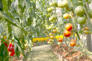 Bahçedeki dalda güzel domatesler.