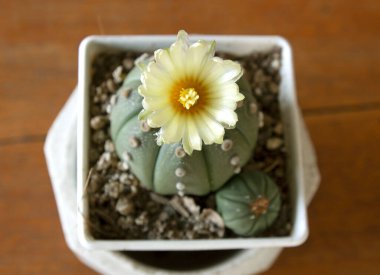 Ahşap masa arkasında kaktüs tenceresi