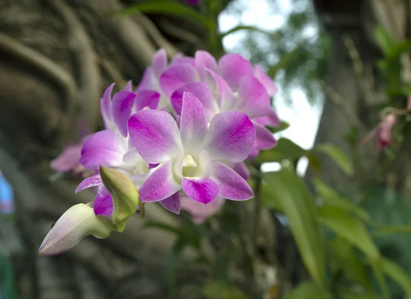 Flores Orquídea Púrpura Jardín Flores —  Fotos de Stock