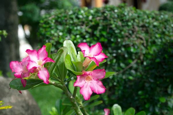 Импала Лили Пустыня Роза Мок Азалия Красивый Розовый Цветок Саду — стоковое фото