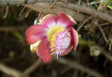 Arka planı bulanık olan Gülle Ağacı çiçeği, Sal ağacı