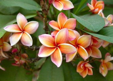 Plumeria çiçek plumeria ağaç üzerinde.