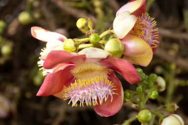 Sala Ağacı ya da Gülle Çiçeği, Budizm 'deki Sembol Çiçeği ve Ağacı