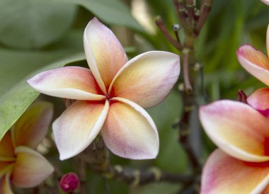 Ağaçta açan plumeria çiçeği, spa çiçeği.