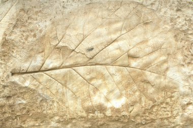 Gri beton arka planda eski yaprak izleri