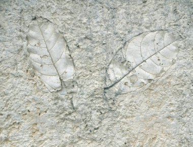 Gri beton arka planda eski yaprak izleri