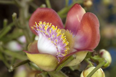 Arkaplanı bulanık Gülle Ağacı çiçeği