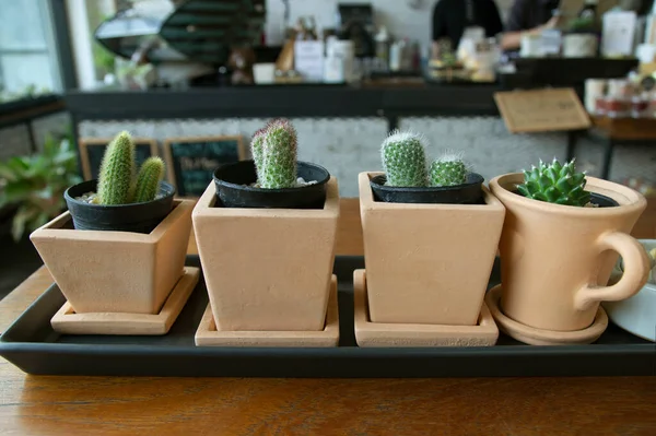 Small Pots Dwarf Cactus Wooden Table Coffee Shop — Stock Photo, Image