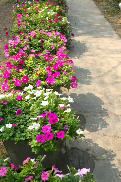 Beautiful Flowers Flower Garden Corridor — Stockfoto