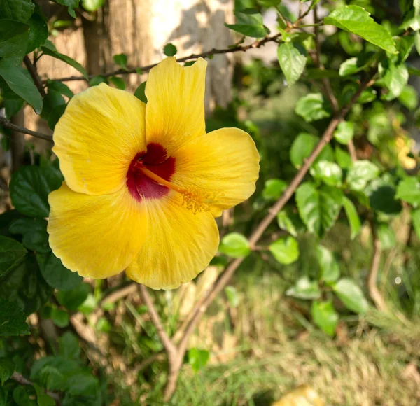 Çiçek Bahçesindeki Amberlerin Güzelliği — Stok fotoğraf
