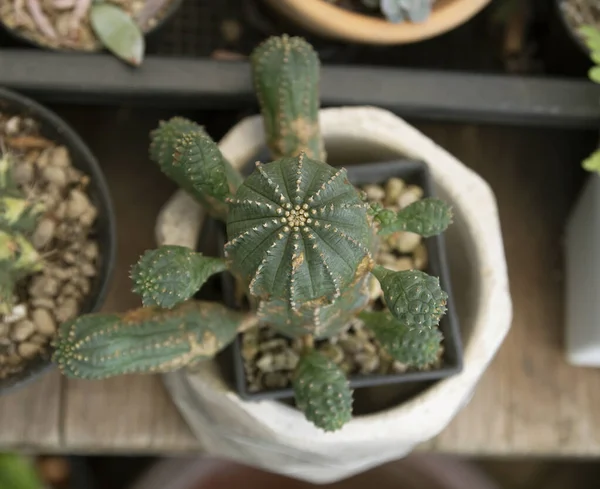 Plastik kaplarda küçük taşlar üzerinde kaktüs