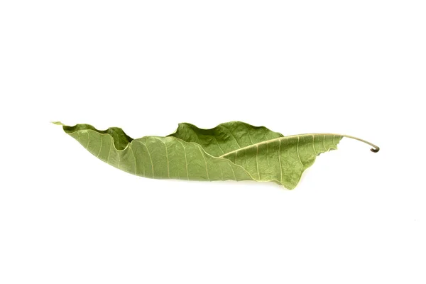 Dry Leaves Isolated White Background — Stock Photo, Image