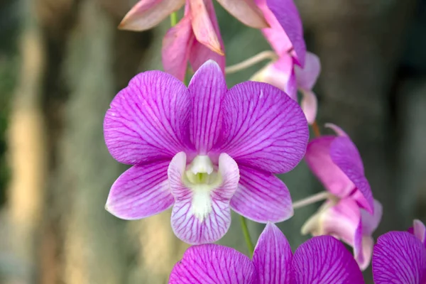 Orchid Flower Tropical Garden Orchids Floral Background — Stockfoto