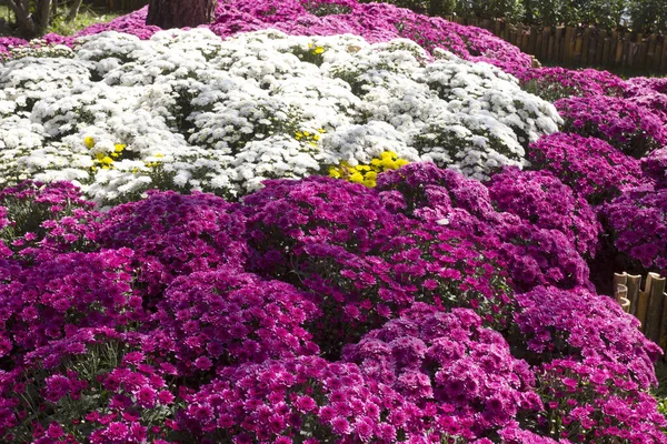 Beautiful Garden Flowers Garden Spring Landscape — Stock Photo, Image