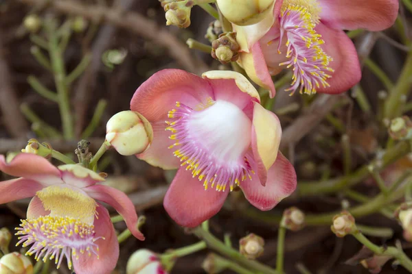 Sala Ağacı ya da Gülle Çiçeği, Budizm 'deki Sembol Çiçeği ve Ağacı