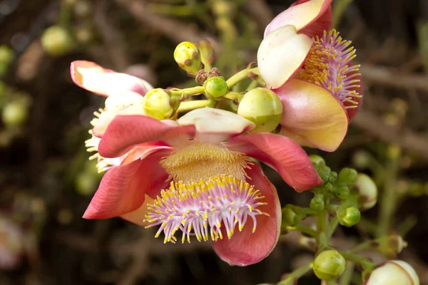 Sala Ağacı ya da Gülle Çiçeği, Budizm 'deki Sembol Çiçeği ve Ağacı