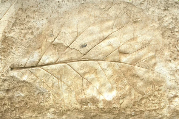 Gri beton arka planda eski yaprak izleri