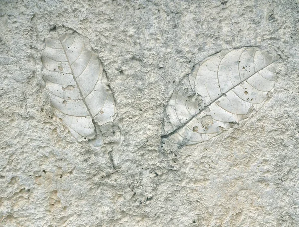Old Marks Leaf Gray Concrete Background — Fotografia de Stock