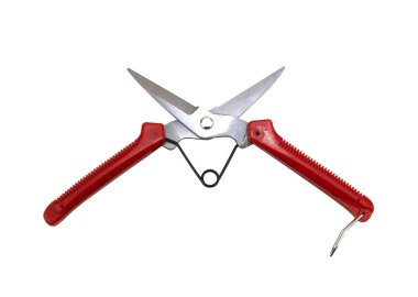 Scissors cut branches on a white background.Garden metallic clipper for cut plant branches.