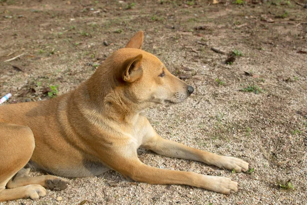 Thai Dog Sleeping Comfort Ground — Stockfoto